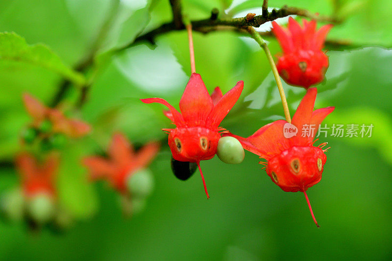 美丽植物的花/毛莨属